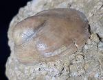 Velates perversus (GMELIN 1791) - Bild &copy; FossNet FossilienStore